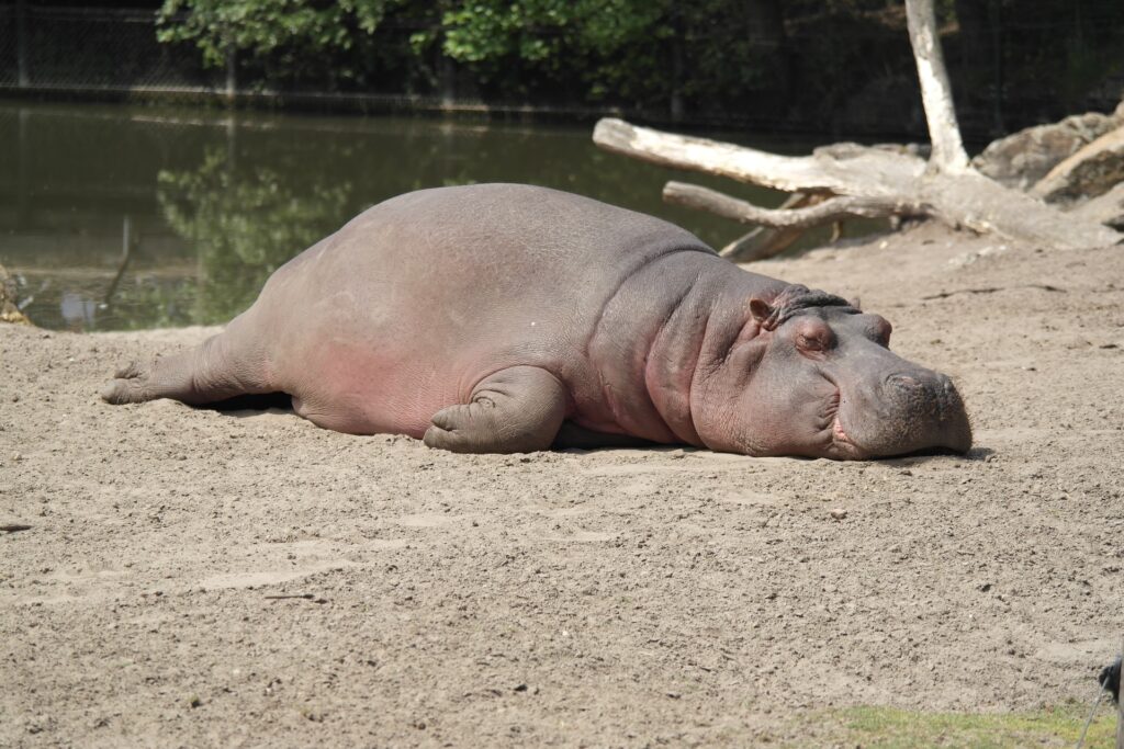 眠るカバ